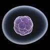 cellule-noyau